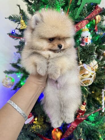 Зоотовары: Шпиц, 1 месяц, Самец, С родословной — 4