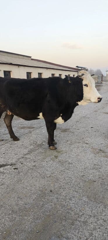 дратхаар купить: Продаю | Корова (самка) | Алатауская, Симментальская | Для разведения, Для молока — 8