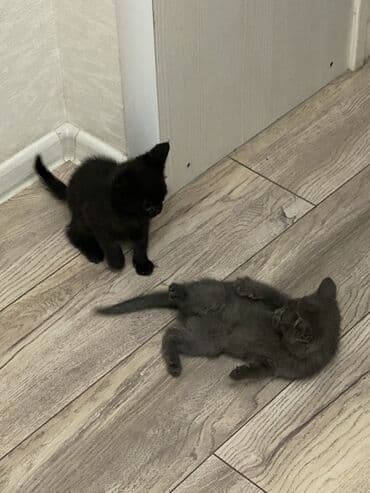 где можно купить котят в бишкеке: Кошка даром: Беспородная, 3 месяца, Мальчик, Приучена к лотку — 3
