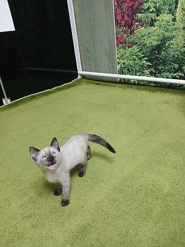 котята рыжие: Кошка даром: Сиамская, 3 месяца, Девочка, Приучена к лотку — 1