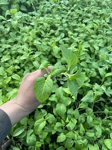 заклад: Рассада овощных культур из грунтовой теплицы - Перец сладкий: крепкие — 6