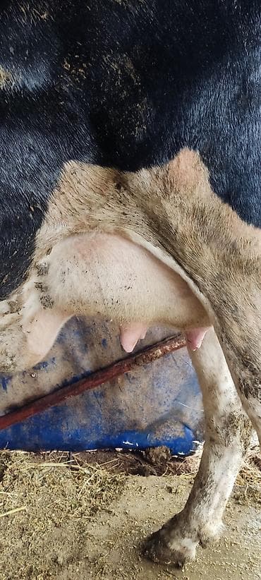 алабай щенка: Продаю | Корова (самка) | Для молока | Привязанные — 7