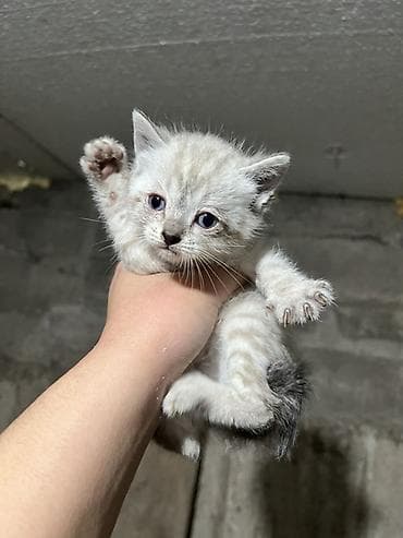 котята свинкс: Пять котят, помёт разноцветный: - Окрас: тигрово-полосатый с белым — 3
