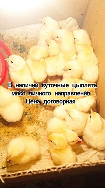 Продаю | Цыплята | Для разведения