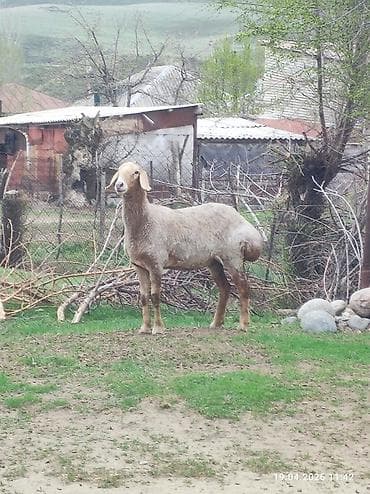 улуу тоо: Сатам | Ургаачы кой (ургаачы) | Көбөйтүү үчүн | Асыл тукумдуу — 5