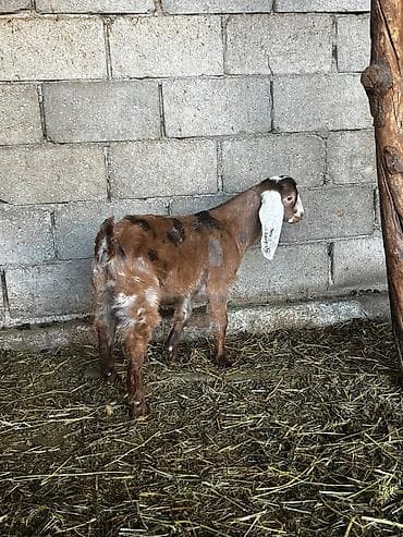 дойные козлы: Продаю | Козлёнок | Нубийская | Для разведения | Племенные — 1