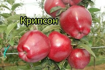 ящик для фруктов: Саженцы плодовых культур — лучшие сорта для вашего сада Ассортимент — 9