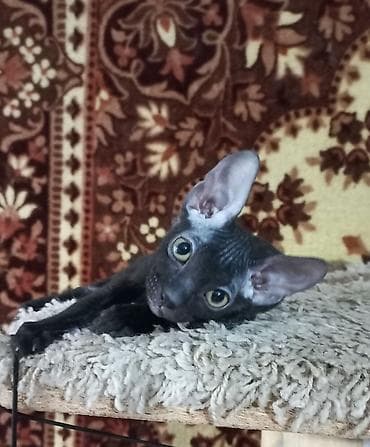 кошка шатланский: 🐾🐈‍⬛ Котята донского сфинкса готовы переехать в любящую семью. Два — 1