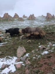 продажа щенков немецкой овчарки в бишкеке с документами: Топоздор сатылат 65000с дон жогору тирүүлөй, туше менен дагы 17.11.25 — 1