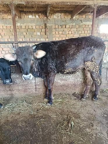 матрица для вощины: Продаю | Бык (самец) | На откорм | Привязанные — 9