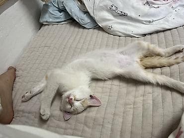 Мышыктар: Котёнок, бело-рыжий, не привит, не кастрированный, нашли на улице — 2