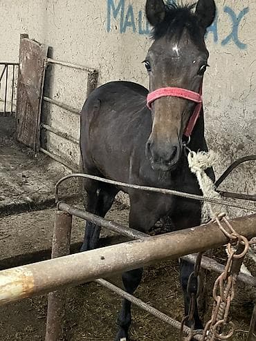 Сатам | Тай | Аргын, Дончак, Кара Жорго | Союуга, Көбөйтүү үчүн, Жумушка | Асыл тукумдуу
