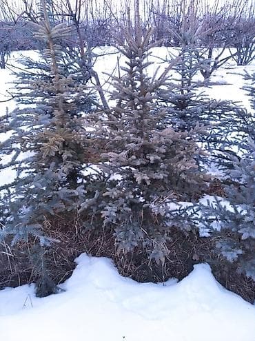 спец одежда для охраны: Саженцы деревьев: Ели — 2