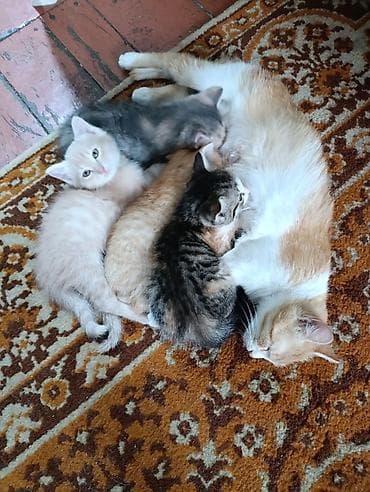 животные кошки: Отдам в добрые руки. котята добрые, ласковые, игривые. к лотку — 2
