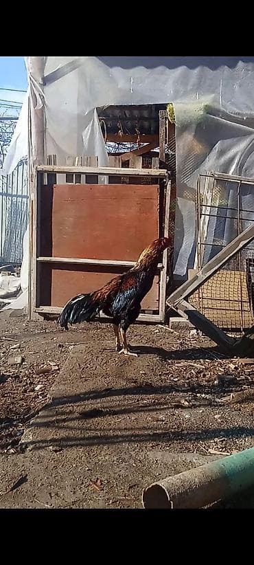 дакан бойцовые: Дакан короз сатылат бир тулок чон короз вес 5 кг реальный алам — 5