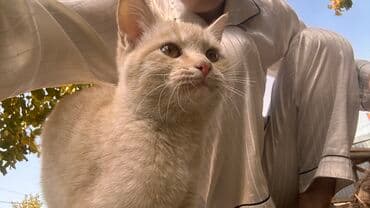 во сколько месяцев стерилизовать кошку: Беспородная, 4 месяца, Девочка, Рыжий, Приучена к лотку — 1