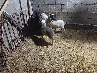 котята простые: Продаю | Овца (самка) | Для разведения | Матка — 1