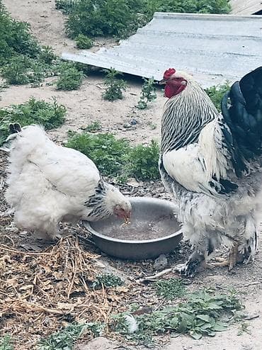 Продаю | Куры | Брама | Для разведения