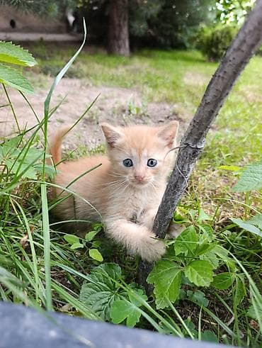 вязка кот: Рыжие котята в добрые руки - Возраст: 1,5 месяца . две девочки и один — 4