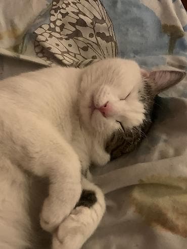 кот манчкин: Кошка даром: Беспородная, 1 год, Мальчик, Приучена к лотку — 1