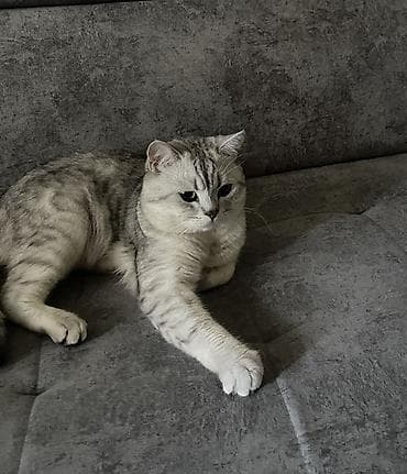 скот продаю: Вязка: Скотиш Страйт (Шотландская прямоухая), Мальчик, 1 год, С документами, С прививками, Серебристая шиншилла — 2