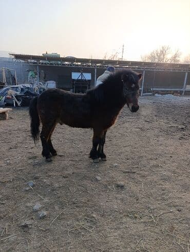 кабылу: Продаю | Жеребенок | Рабочий — 1