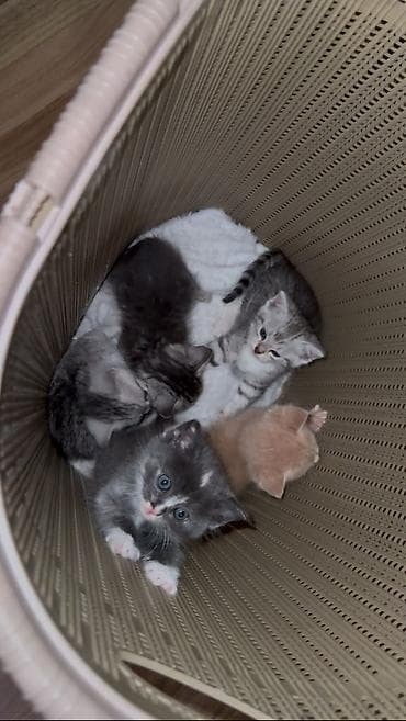 Отдам даром кошку: 1 месяц, Девочка — 2