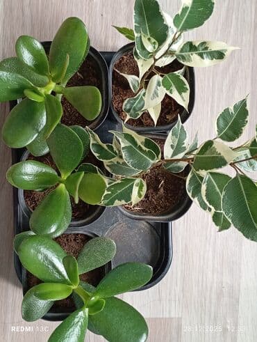 Диффенбахии: Комнатные растения в горшках: от 100-250 сом 1) Сансевиерия — 2