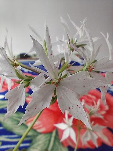 клевер декоративный: ❗Продаю оптом! больше 10и штук в наличии!!! Пеларгония (герань) в — 2