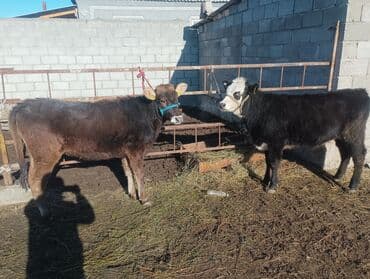 сфинксы котята: Продаю | Тёлка | Полукровка | На откорм | Привязанные — 4