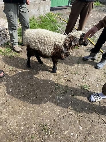 кролик цена: Продаю | Овца (самка) | Для разведения | Ярка — 4