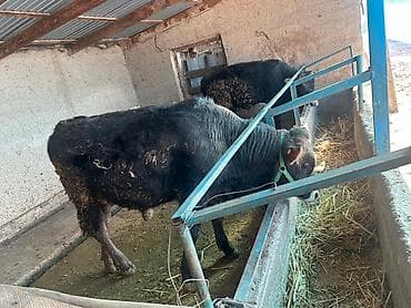 А/ч жаныбарларын сатып алам: Сатам | Музоо | Бордоп семиртүү үчүн | Байланган — 4