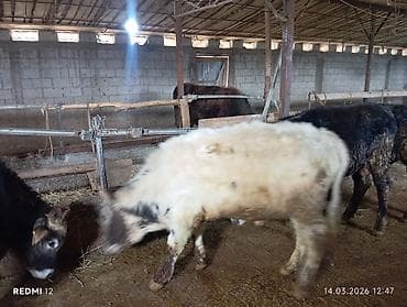 Продаю | Бык (самец)