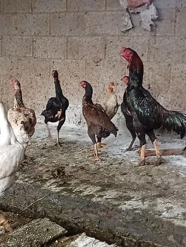 летучие мыши: Продаю | Петух | Бойцовая | Для разведения — 2