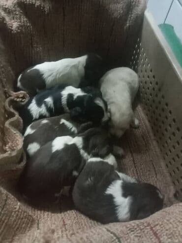 сколько стоит чау чау: Спаниель, 1 месяц, Самец — 7