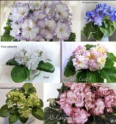 мебельный лист: Продаю фиалки! Срезанный лист 30 сом! Коллекция из 35сортов продам — 3