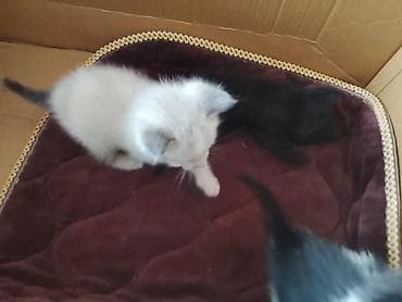 Котята, помёт домашней кошки. На фото — несколько малышей разной