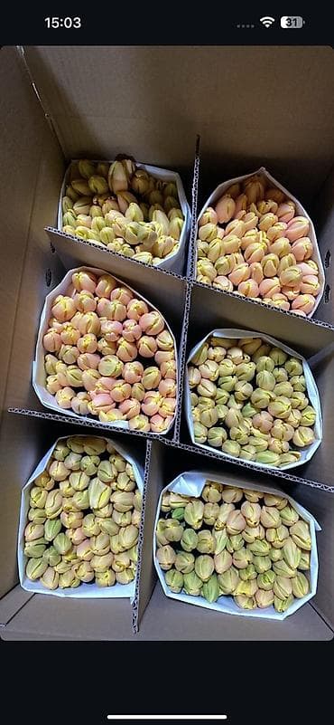 Гирлянды: ТЮЛЬПАНЫ ОПТОМ — 3