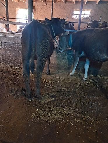 белые кролики: Продаю | Бык (самец) | На откорм | Привязанные — 3