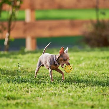 сколько стоит кролик домашний: Щенки той-терьера - Игривые, контактные и очень сообразительные — 1