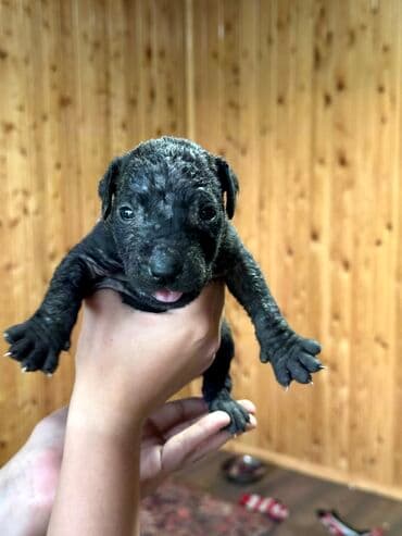 бульдоги: Щенки Канарского Дога (Presa Canario) С документами, прививками 8 — 26