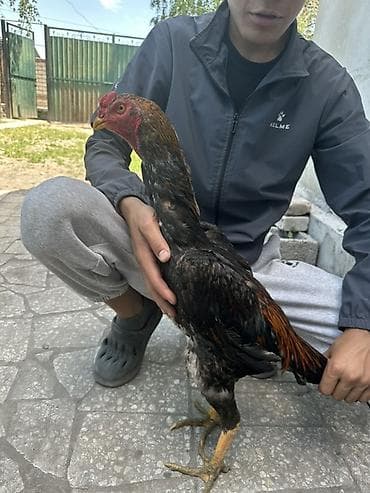 отдам даром попугая жако: Продаю | Петух | Бойцовая | Для разведения — 3