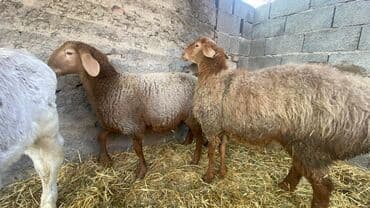 вислоухие кошки бишкек: Продаю | Баран (самец) | На забой — 5