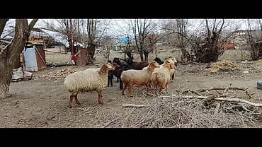 Продаю | Овца (самка) | Для разведения