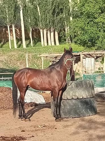 Продаю | Жеребец | Рабочий