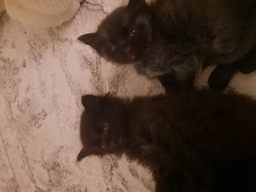 коша: Отдам котят в добрые руки. Возраст 1 месяц, к лотку приучены. Окрас — 6