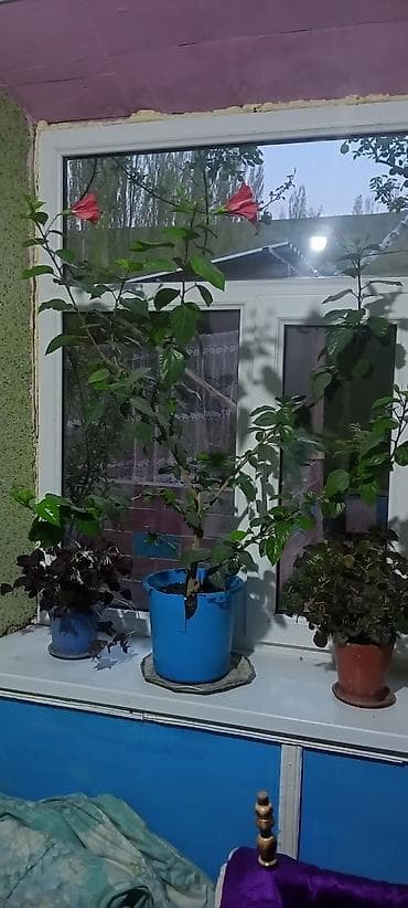 купить корзину для фруктов: Гибискус (китайская роза) в горшке - Комнатное декоративное растение — 4