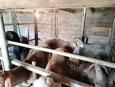 купить овец: Продаю | Овца (самка) | Для разведения | Матка — 8