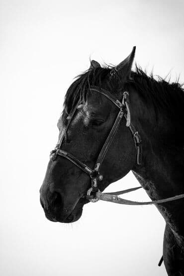 сколько стоит заказать мишку на день рождения: Фотосъёмка, Видеосъемка | Студия, С выездом | Съемки мероприятий, Love story, Видео портреты — 6