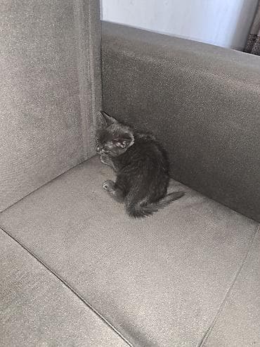 Мышыктар: 2 айлык, Ургаачы — 2